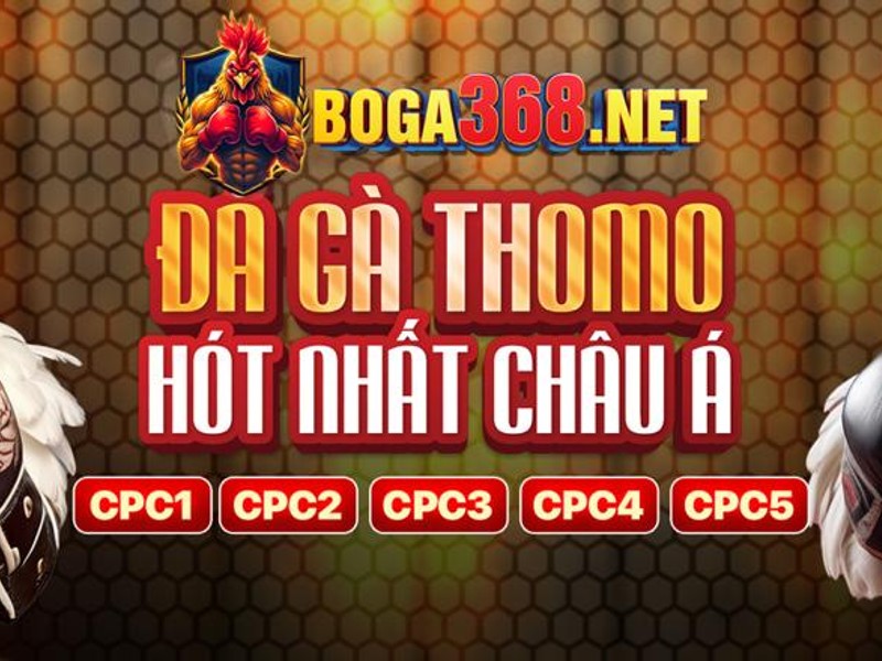 Cảnh người xem đặt cược đá gà Thomo