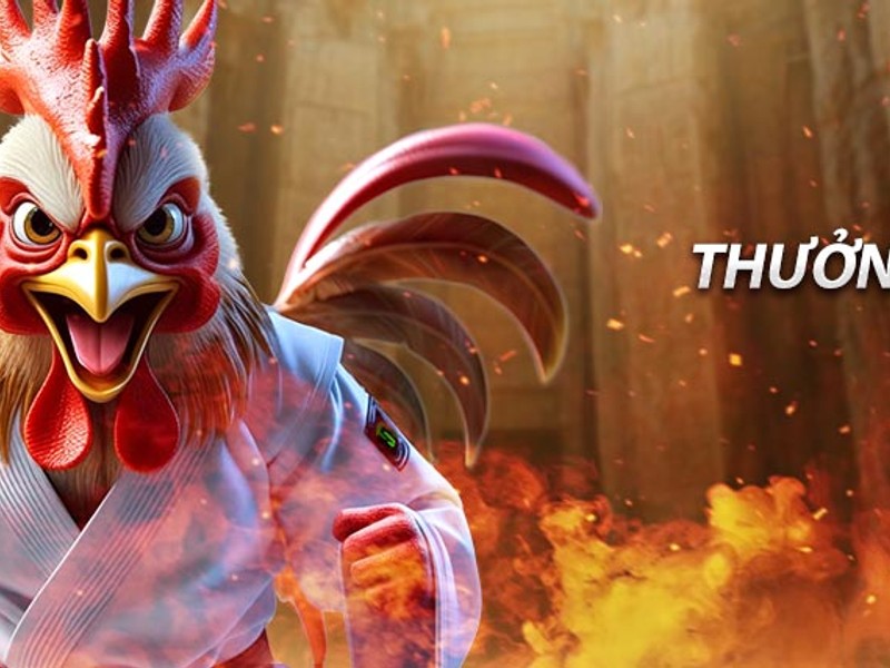 Gà chọi đang thi đấu trực tiếp trên Gacam67