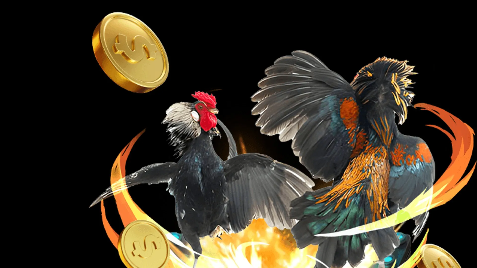 Đá gà trực tiếp GACAM67, gà cam 67 và trực tiếp đá gà Thomo