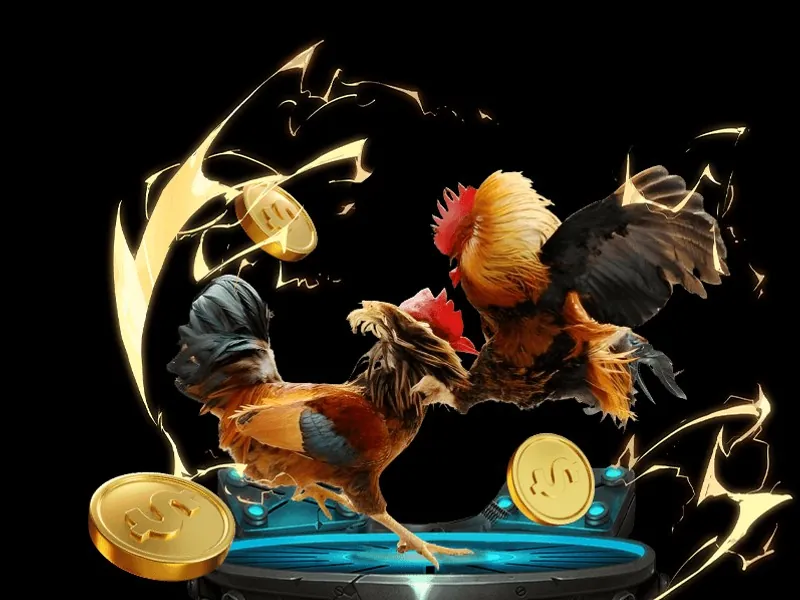 Tổng quan trường gà THOMO