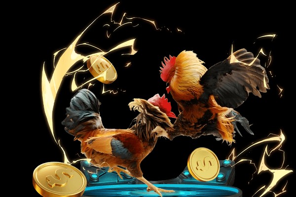 Đá gà trực tiếp chất lượng cao